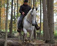 experienced-draft-horse