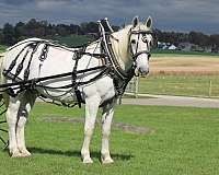 all-around-draft-horse