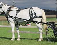 harness-draft-horse