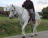 husband-safe-draft-horse