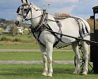 cross-draft-horse