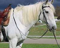 white-none-horse