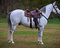 trail-ridi-kentucky-mountain-horse