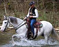 all-around-kentucky-mountain-horse