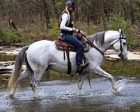 athletic-kentucky-mountain-horse