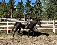 athletic-tennessee-walking-horse