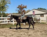 all-around-tennessee-walking-horse