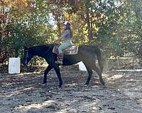 beginner-tennessee-walking-horse