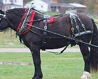 all-around-draft-horse