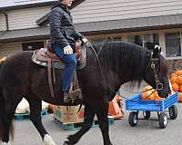 companion-draft-horse