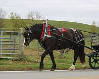 cross-draft-horse
