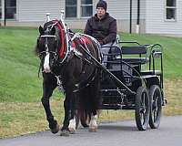 draft-horse