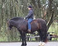driving-draft-horse