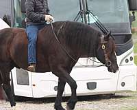 harness-draft-horse