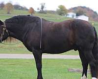husband-safe-draft-horse