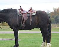lesson-draft-horse
