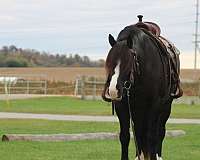 mounted-patrol-draft-horse