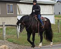 parade-draft-horse
