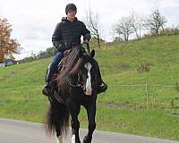 pleasure-driving-draft-horse