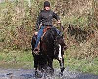 ridden-western-draft-horse