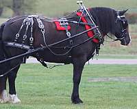 beginner-draft-horse