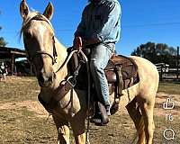 palomino-white-appaloosa-mare