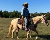 palomino-white-tennessee-walking-mare