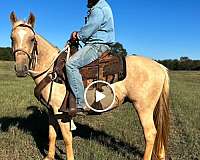 palomino-white-appaloosa-for-sale