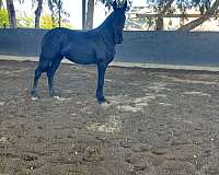 14-hand-filly