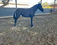 14-hand-friesian-filly