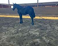 14-hand-friesian-horse