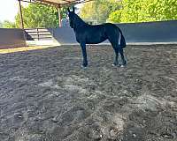 fhana-friesian-filly
