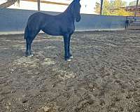 fhana-friesian-horse