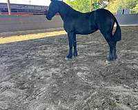 friesian-filly