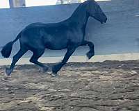 fhana-horse
