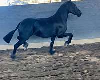 friesian-horse-for-sale