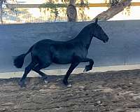 friesian-horse