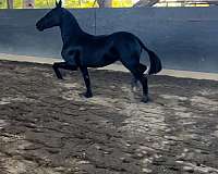 filly