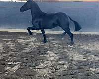 friesian