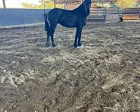 job-filly