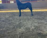 action-friesian-horse