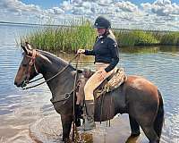 all-around-tennessee-walking-horse