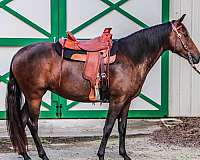bay-star-horse