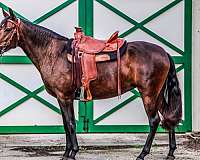 star-horse