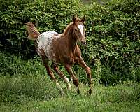 all-around-appaloosa-horse