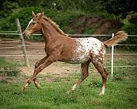 and-temperament-appaloosa-horse