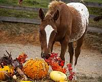 bred-to-appaloosa-horse