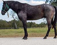 quarter-horse-for-sale
