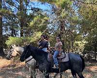 quarter-horse