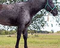 quarter-horse-gelding
